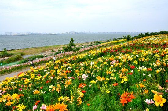 大阪舞洲ゆり園