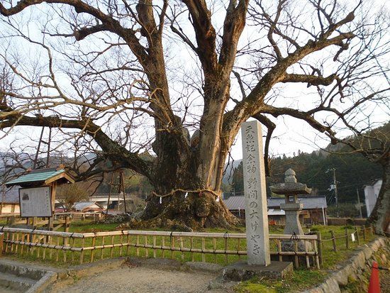 野間の大けやき