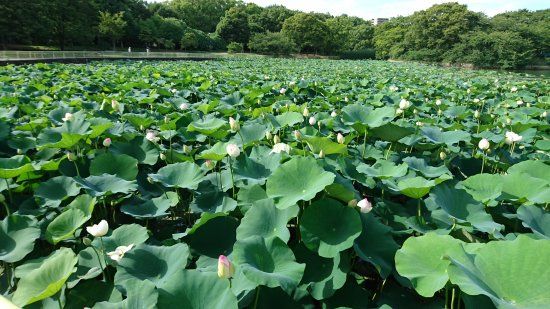 大阪市立長居植物園