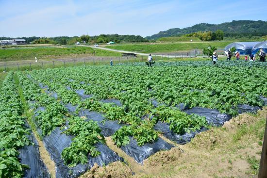 富田林市サバーファーム